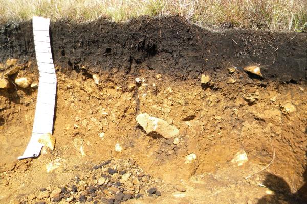 Suelo: qué es, cómo se forma, composición, capas, tipos y conservación - ¿Cómo se forma el suelo?