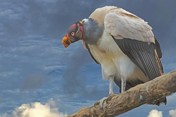 Animales de la sierra peruana - Cóndor real (Sarcoramphus papa)