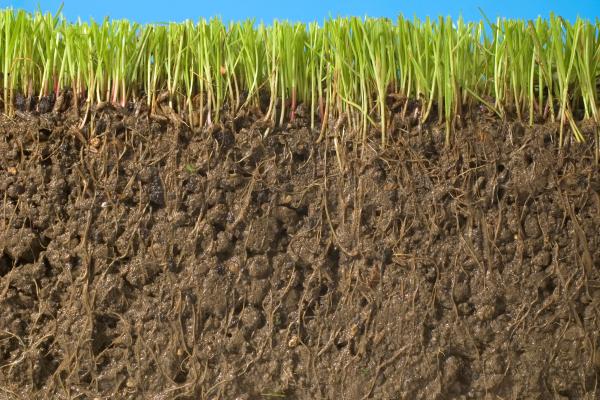Suelo: qué es, cómo se forma, composición, capas, tipos y conservación - ¿Cuál es la importancia del suelo para el medio ambiente?