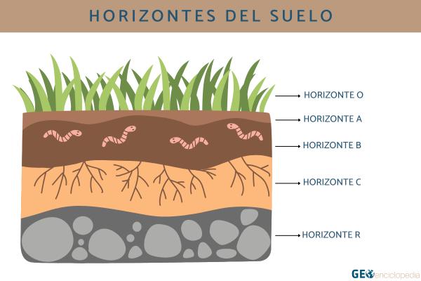 Suelo: qué es, cómo se forma, composición, capas, tipos y conservación - ¿Cuáles son los horizontes o las capas del suelo?