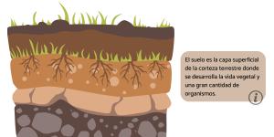 Suelo: qué es, cómo se forma, composición, capas, tipos y conservación