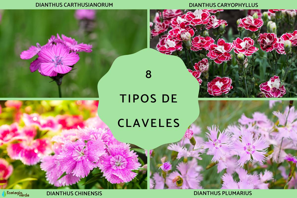 Tipos de claveles