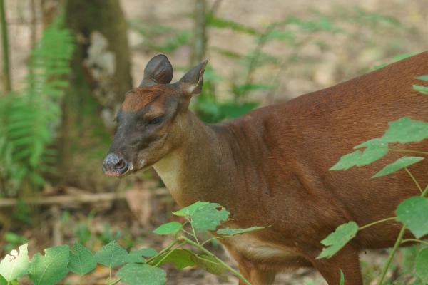 Animales de la sierra peruana - Venado peruano de cola blanca (Odocoileus peruvianus)