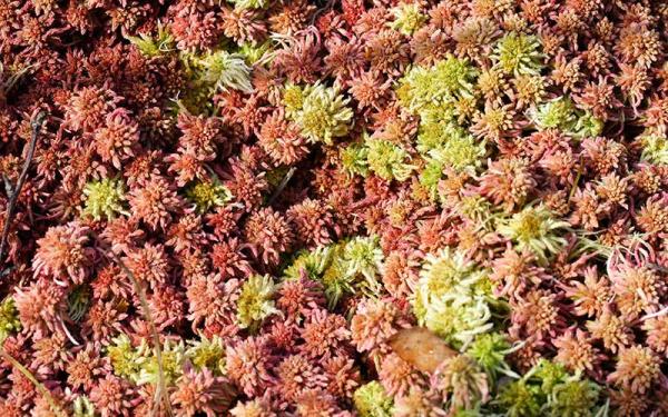 Briofitas - Estructura de las briofitas