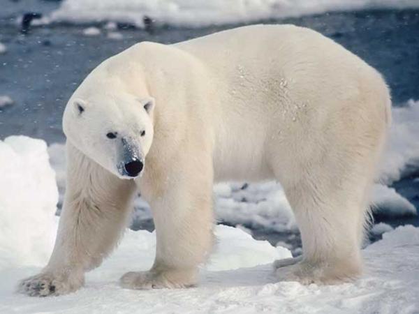 Oso polar (Ursus maritimus) - Características