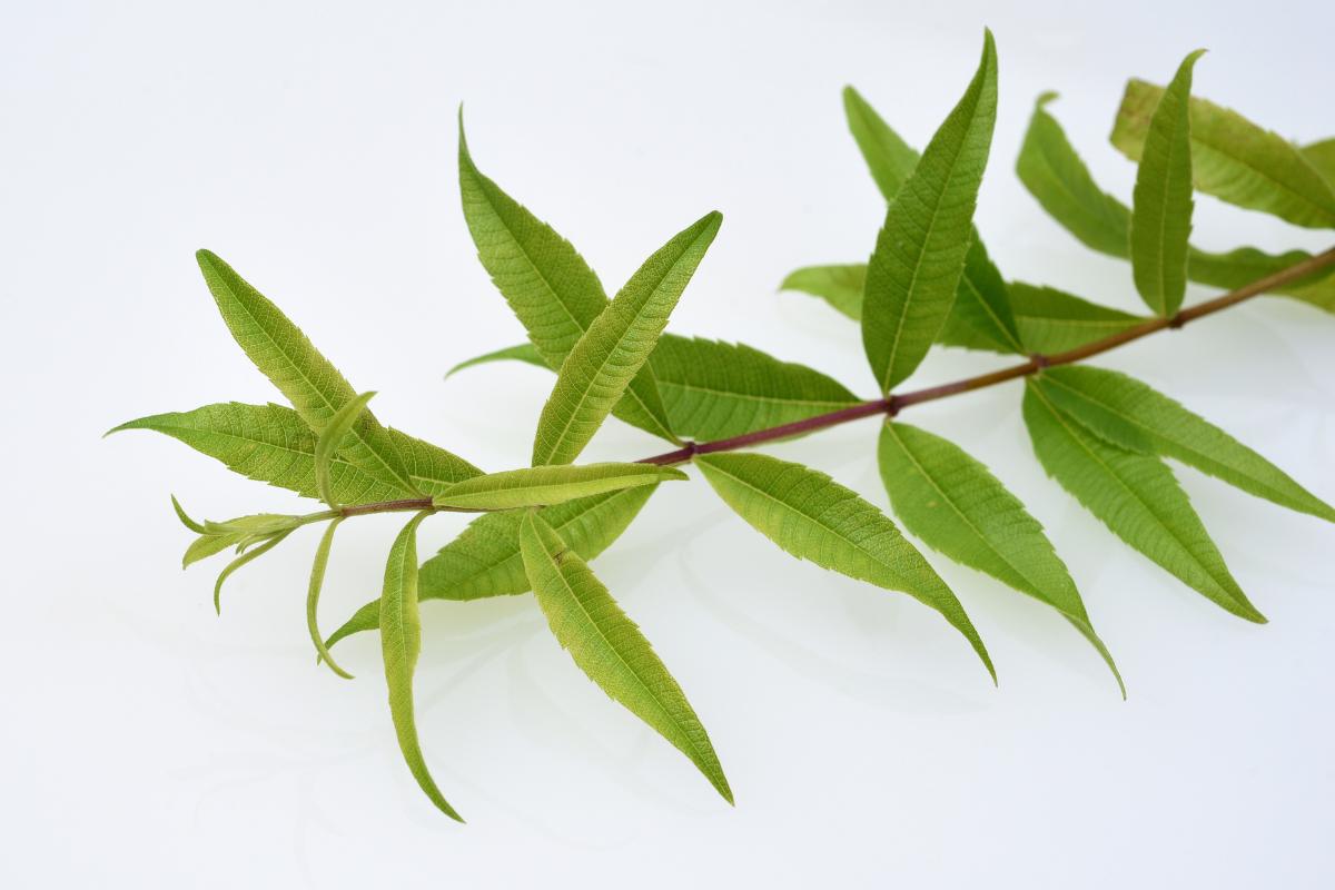 Hierba luisa: propiedades, beneficios y contraindicaciones