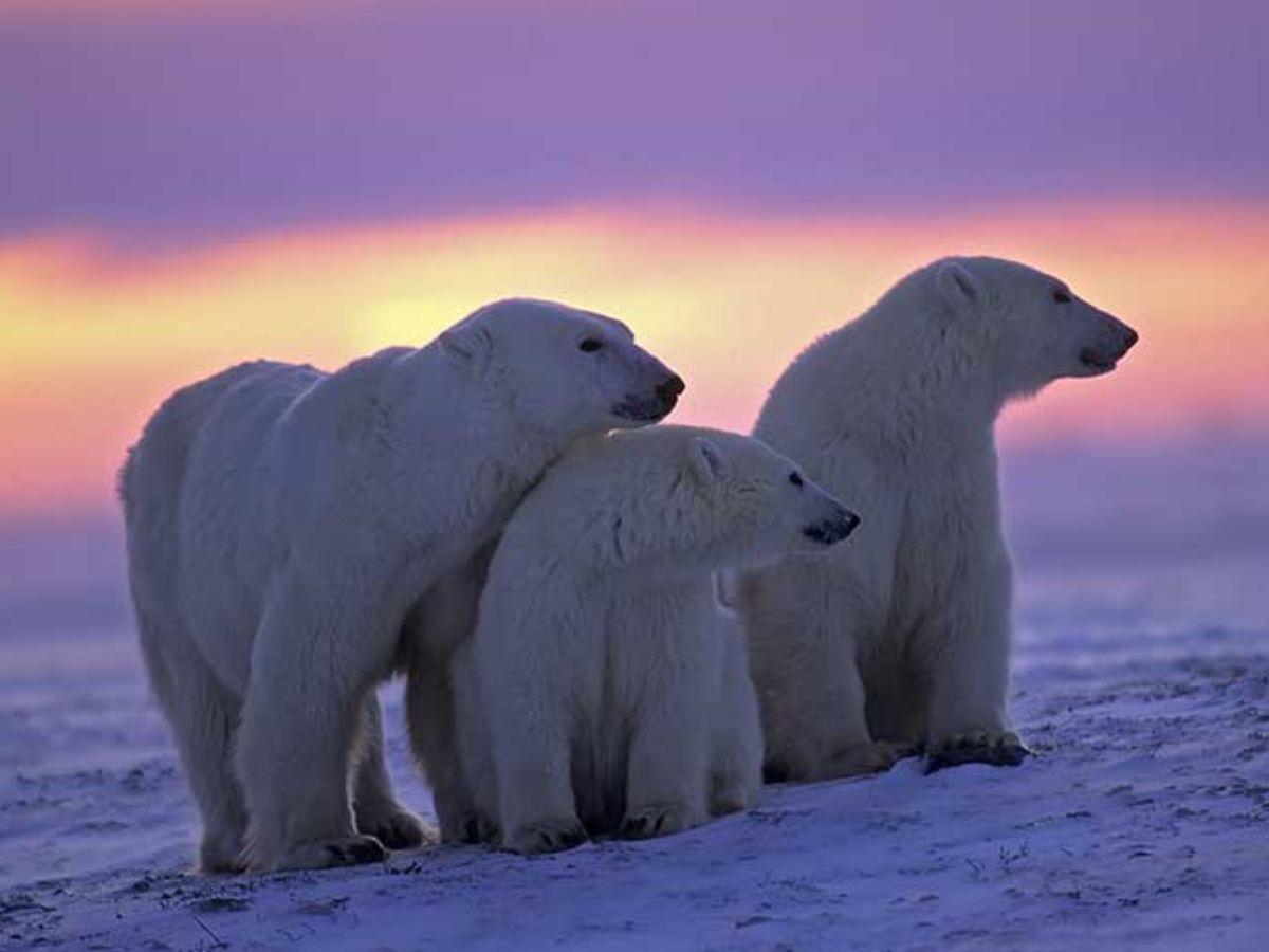 Oso polar (Ursus maritimus)