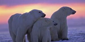 Oso polar (Ursus maritimus)