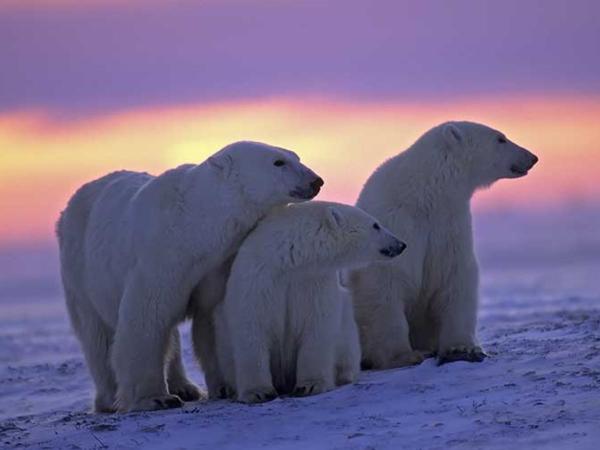 Oso polar (Ursus maritimus)