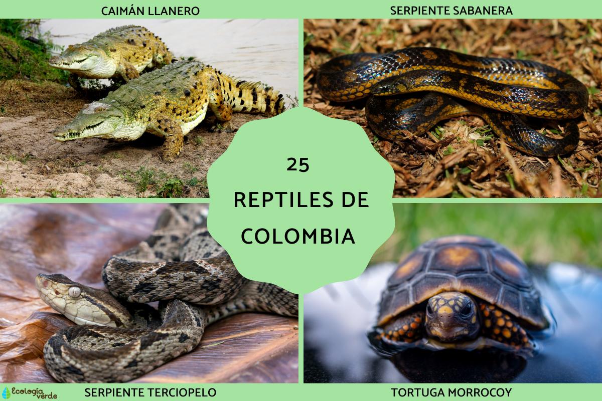 Reptiles de Colombia