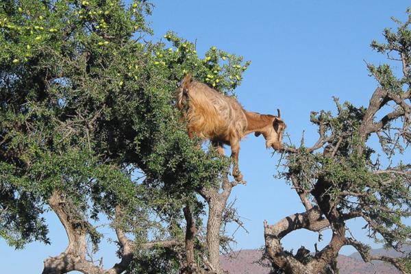 Cabra - Alimentación de la cabra