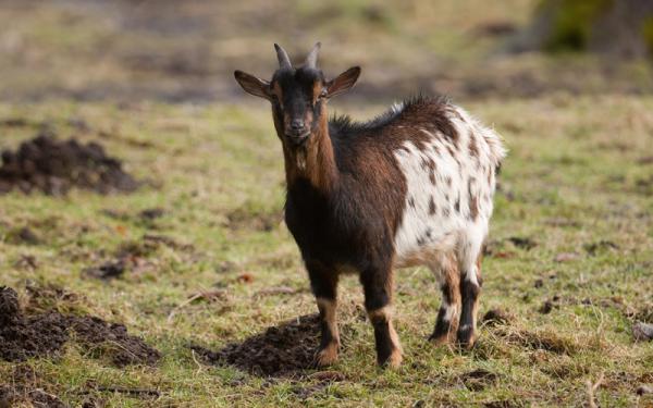 Cabra - Características de la cabra o Capra hircus