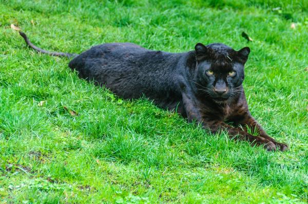 Pantera negra - Características de la pantera negra