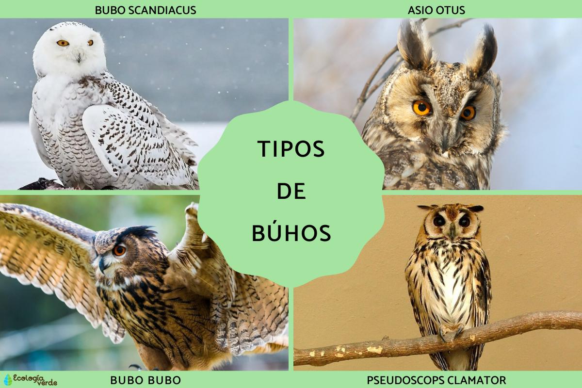 Tipos de búhos