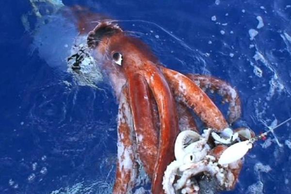 Tipos de calamares - Calamar colosal o Mesonychoteuthis hamiltoni