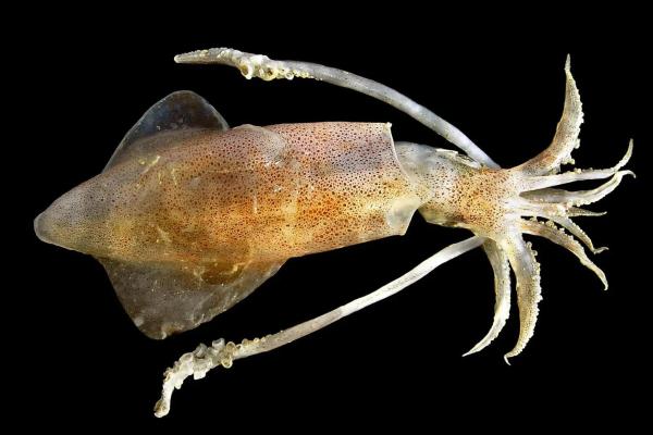 Tipos de calamares - Calamar común o Loligo vulgaris