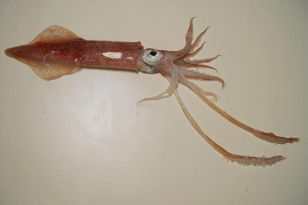 Tipos de calamares - Calamar de Boston o Doryteuthis pealeii