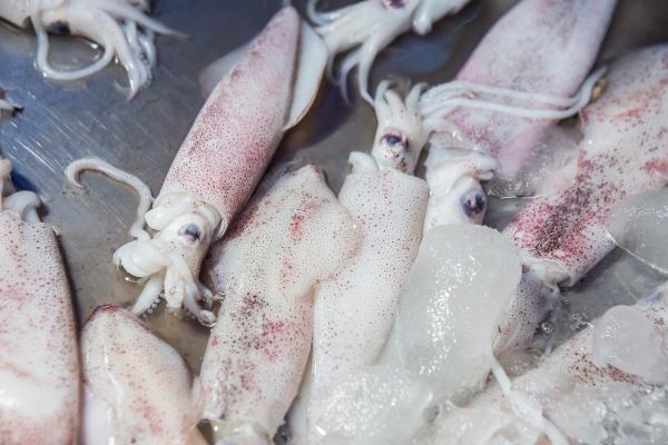 Tipos de calamares - Calamar de la India o Loligo duvauceli