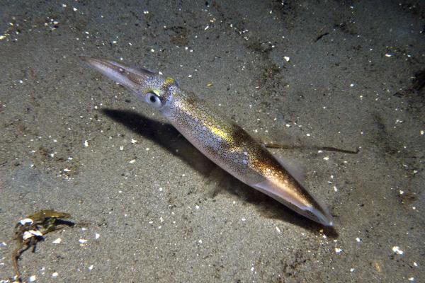 Tipos de calamares - Calamar de Monterrey o de California o Loligo opalescens
