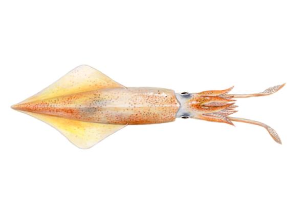 Tipos de calamares - Calamar espada o Loligo edulis