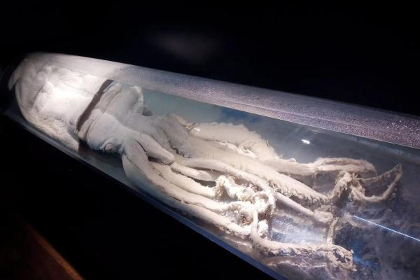 Tipos de calamares - Calamar gigante o Architeuthis dux