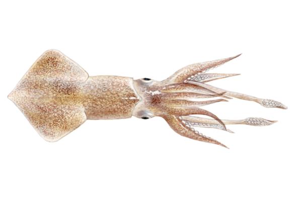 Tipos de calamares - Calamar japonés o Loligo japonica