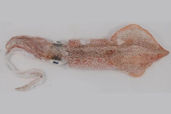 Tipos de calamares - Calamar patagónico o Doryteuthis gahi