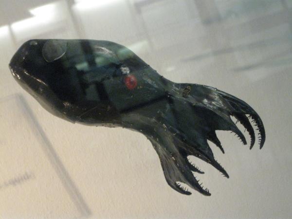 Tipos de calamares - Calamar vampiro o Vampyroteuthis infernalis