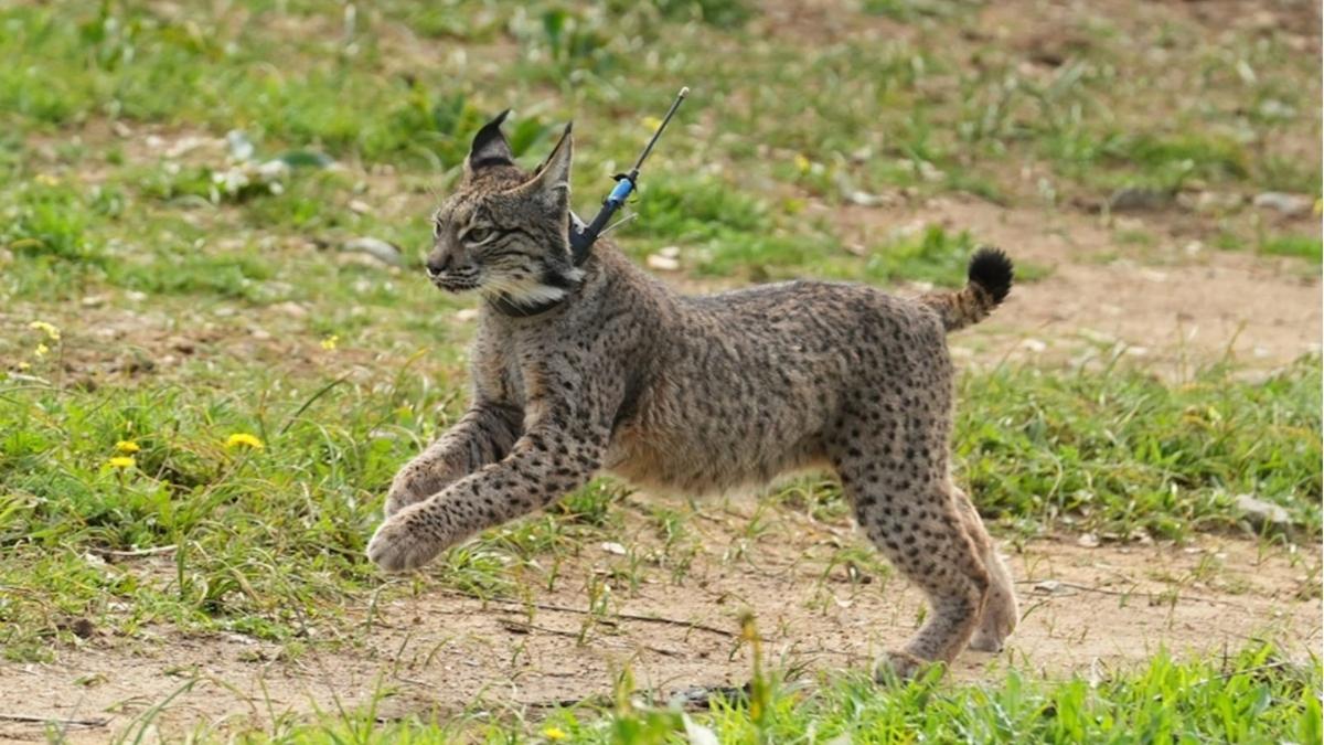 Dos linces ibéricos de Andalucía llegarán este otoño a Toledo: así será su nuevo hogar de 1.560 metros cuadrados