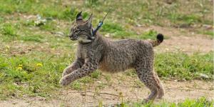 Dos linces ibéricos de Andalucía llegarán este otoño a Toledo: así será su nuevo hogar de 1.560 metros cuadrados