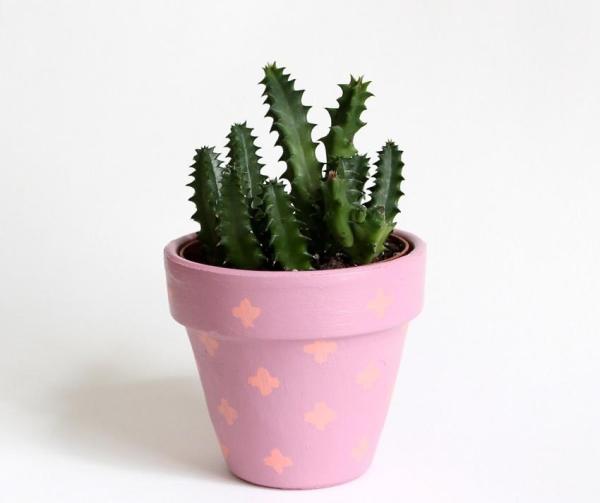 Plantas suculentas que quizá no conocías - Los cactus