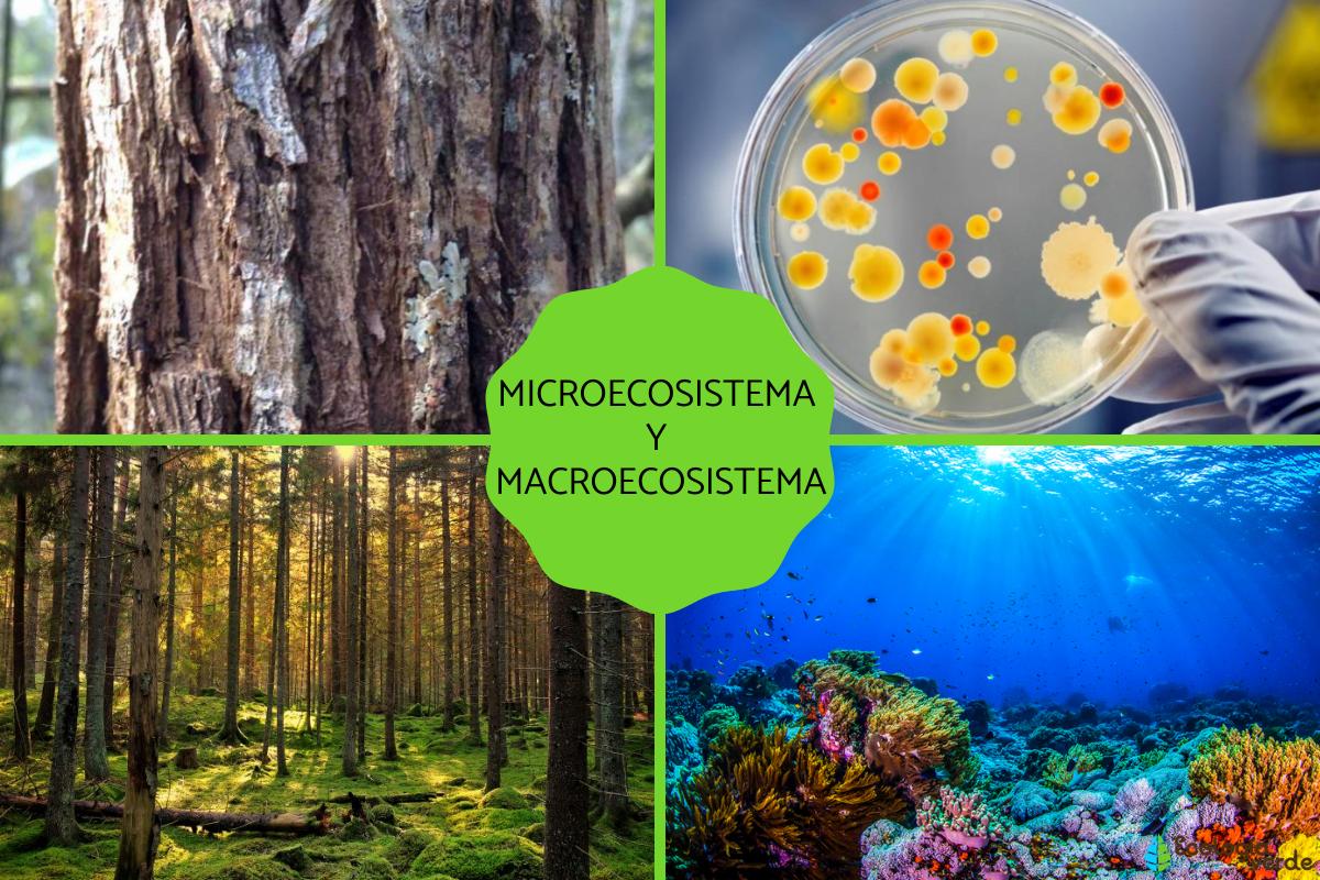 Microecosistema y macroecosistema: qué son y ejemplos