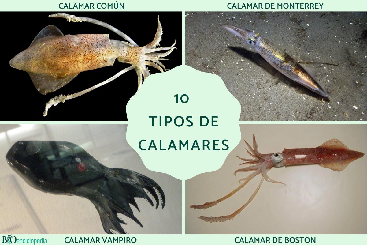 Tipos de calamares