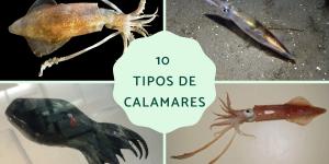 Tipos de calamares
