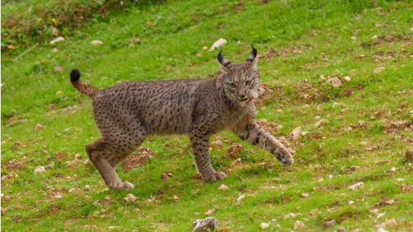 Dos linces ibéricos de Andalucía llegarán este otoño a Toledo: así será su nuevo hogar de 1.560 metros cuadrados - Un mirador permitirá observar a los linces sin molestarlos