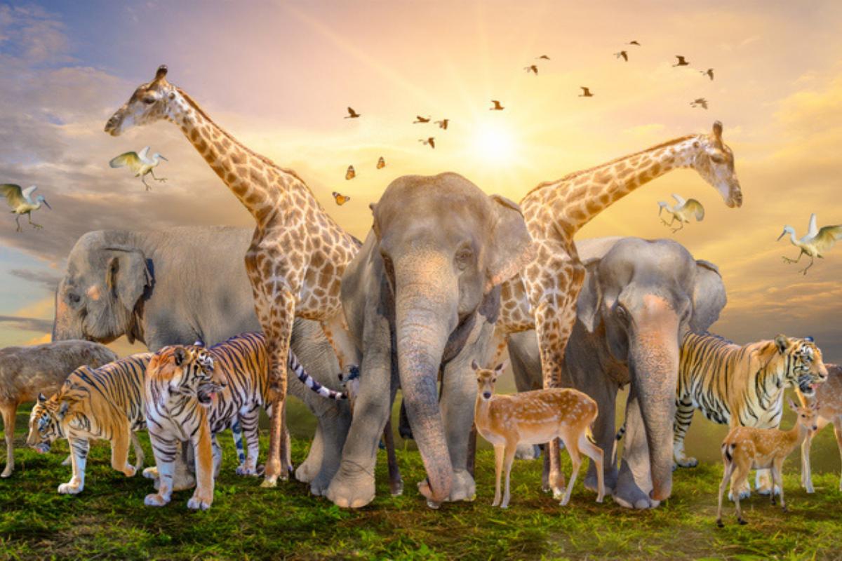 Extinción de especies: qué es, causas y consecuencias