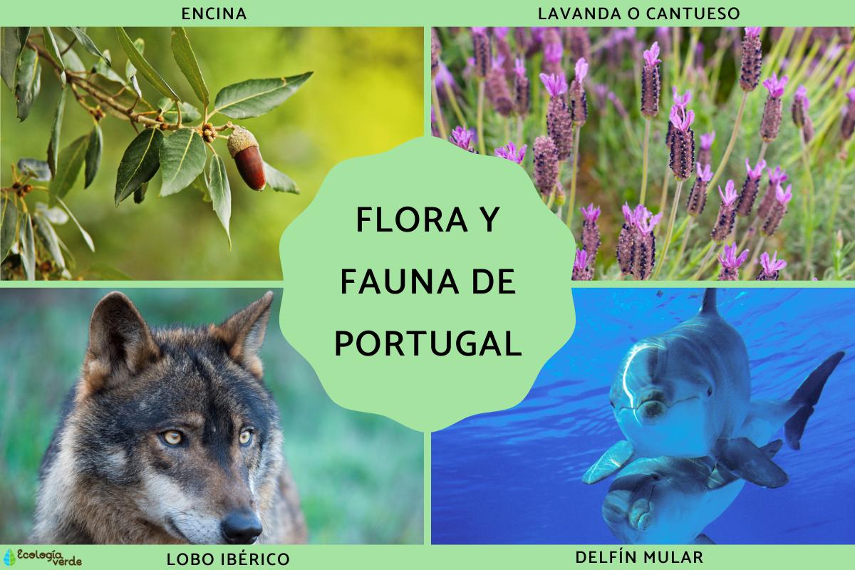 Flora y fauna de Portugal