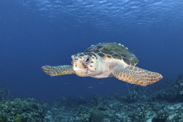 Tortugas del Mediterráneo - Tortuga boba o Caretta caretta