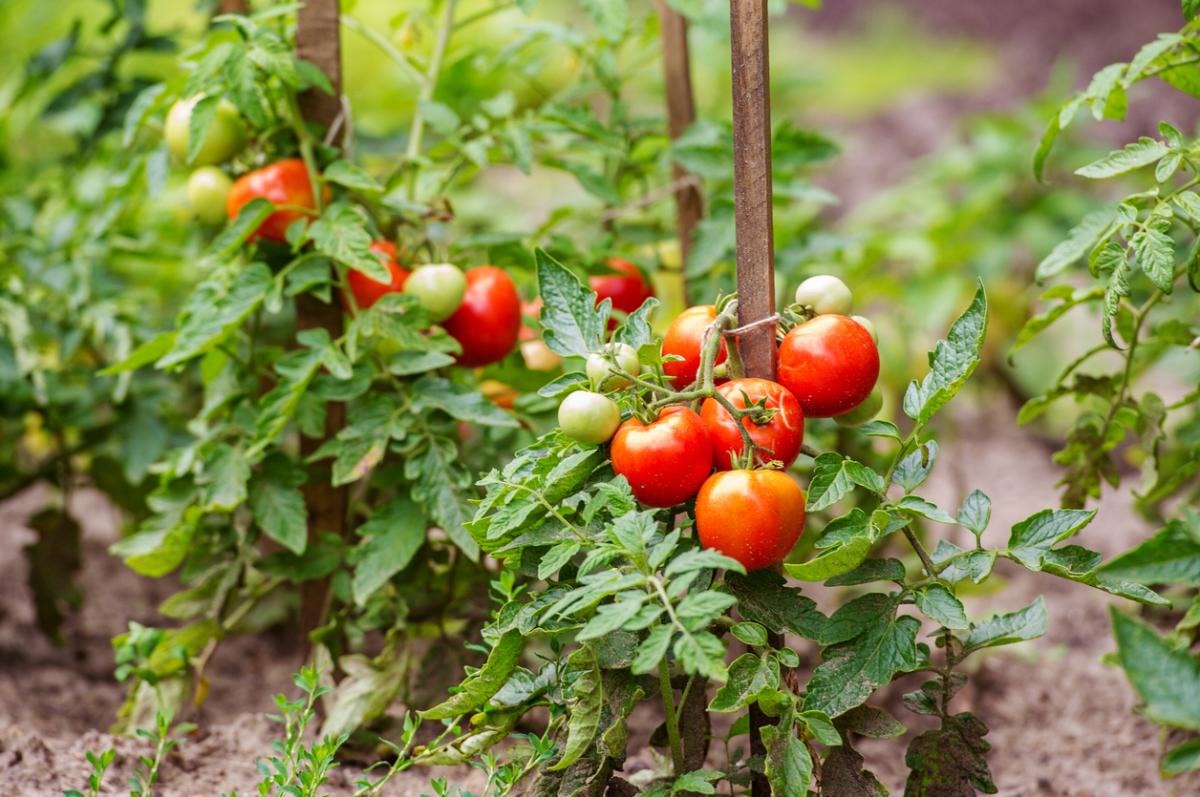 Cómo cultivar tomates ecológicos