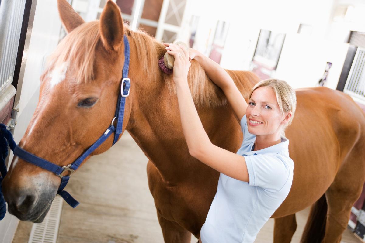 Cómo trabajar de cuidador de caballos