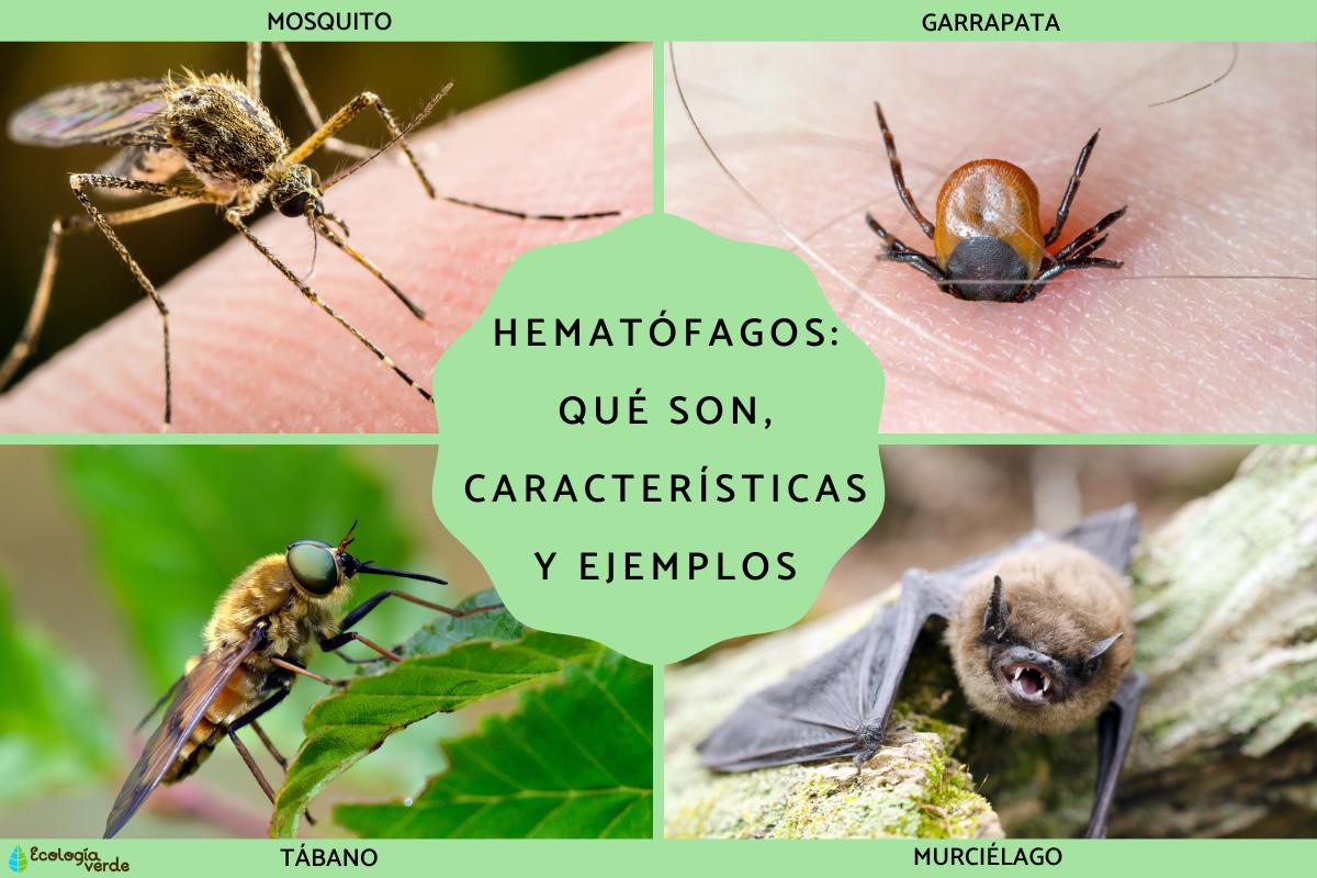 Hematófagos: qué son, características y ejemplos
