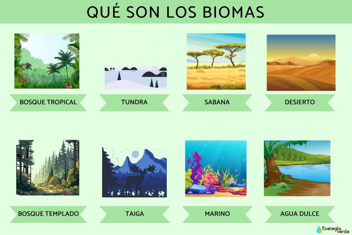 Qué son los biomas: tipos, características y ejemplos