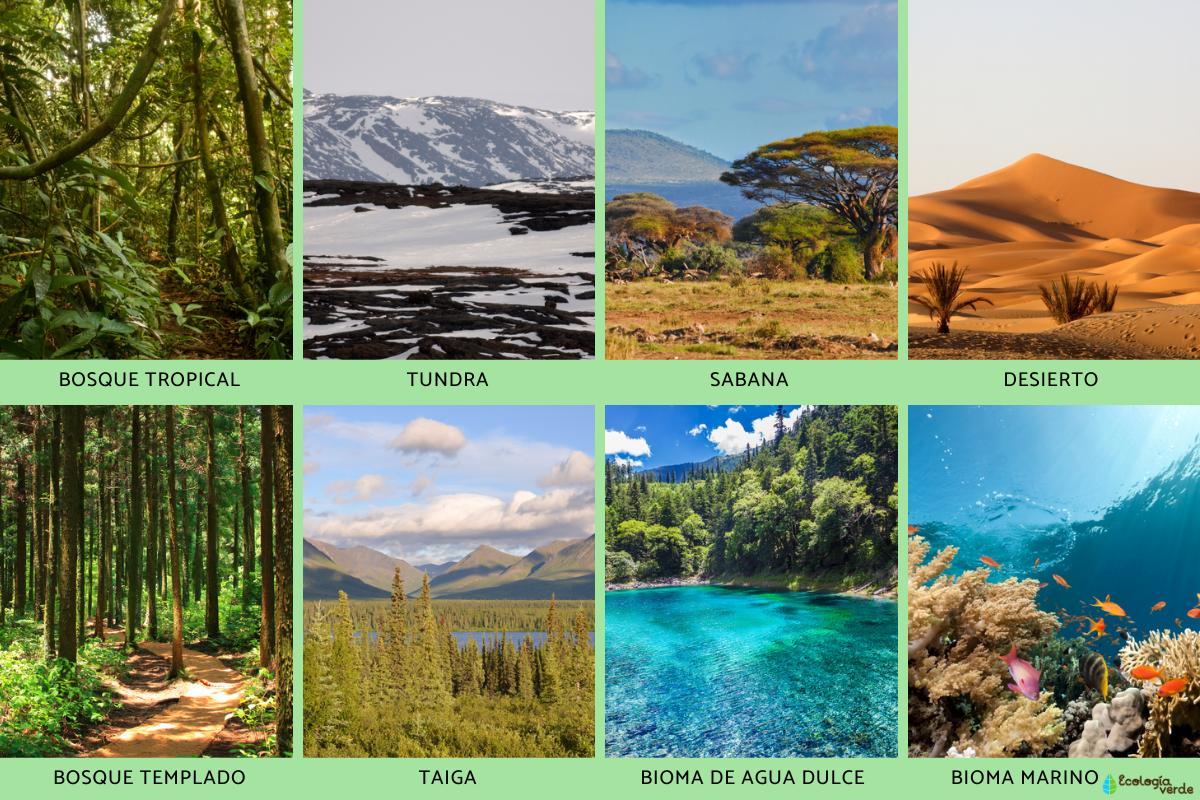 Qu son los biomas tipos caracter sticas - Tipos De Biomas 2295 1 Orig