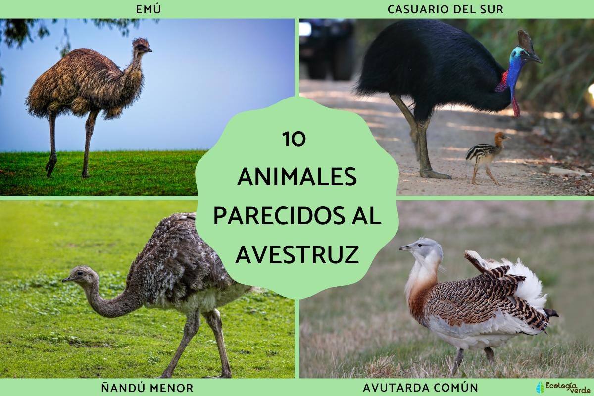 Animales parecidos al avestruz