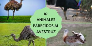Animales parecidos al avestruz