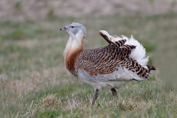 Animales parecidos al avestruz - Avutarda común (Otis tarda)