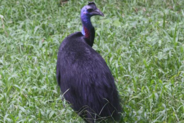 Animales parecidos al avestruz - Casuario de Bennett (Casuarius bennetti)
