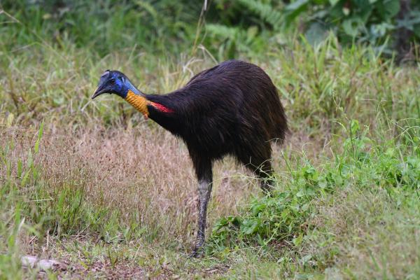 Animales parecidos al avestruz - Casuario de un solo casco (Casuarius unappendiculatus)