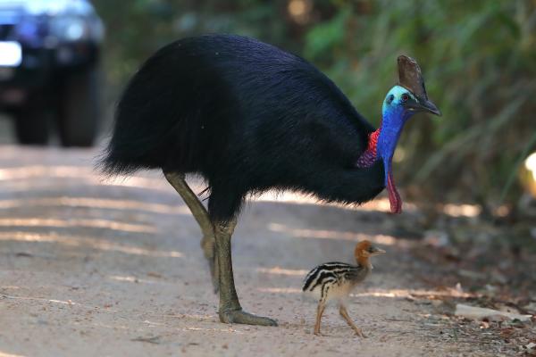 Animales parecidos al avestruz - Casuario del sur (Casuarius casuarius)