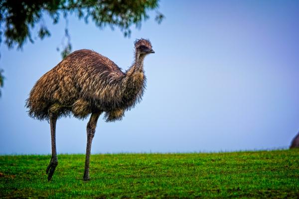 Animales parecidos al avestruz - Emú (Dromaius novaehollandiae)